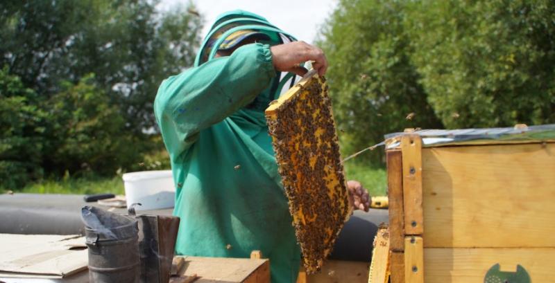Через дощі пасічники Кіровоградщини не збирають перший врожай меду