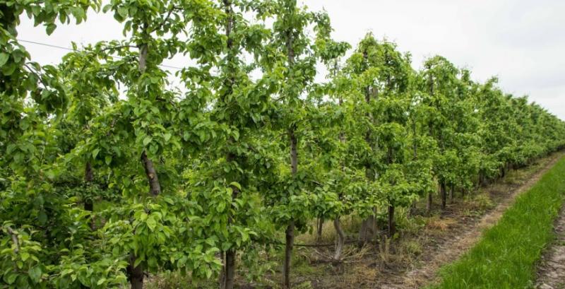 Ще 4 фермерські господарства отримали гранти на розвиток садів