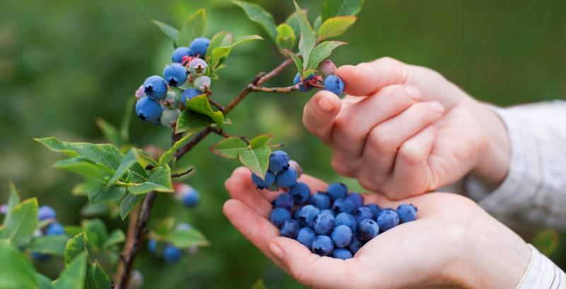 Збір лохини