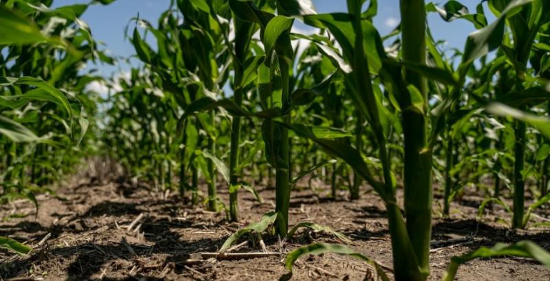 У США зможуть вирощувати новий тип низькорослої ГМ-кукурудзи
