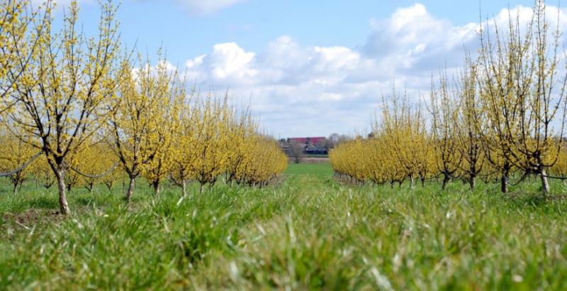 Від початку року фермери отримали 213 млн грн на розвиток садівництва та ягідництва Від початку року фермери отримали 213 млн грн на розвиток садівництва та ягідництва