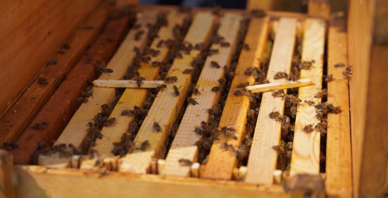 Стало невигідно цим займатися — буковинські бджолярі розпродали пасіки