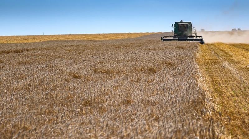 Ціна пшениці реагує на очікування щодо погодних умов — аналітики