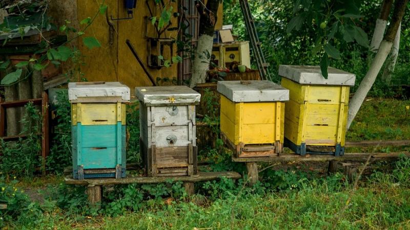 Пасічники відсудили компенсацію за отруєння бджіл на Хмельниччині