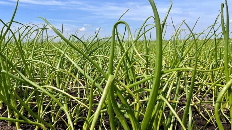 Тернопільщина збільшила площі під цибулею у 4 рази Тернопільщина збільшила площі під цибулею у 4 рази