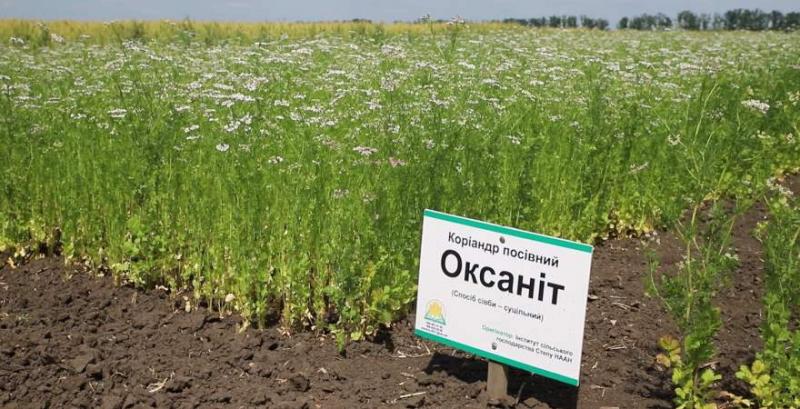 Оксаніт — єдиний універсальний сорт коріандру, зареєстрований в Україні