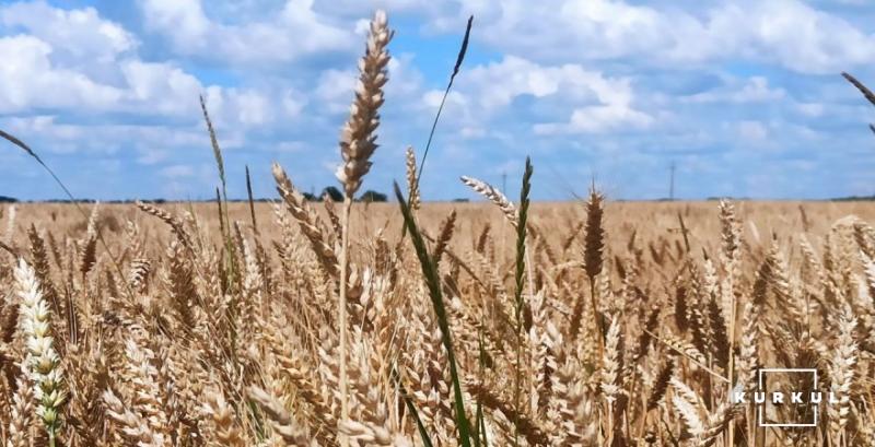 На Черкащині планують зібрати 3 млн тонн зерна нового врожаю На Черкащині планують зібрати 3 млн тонн зерна нового врожаю