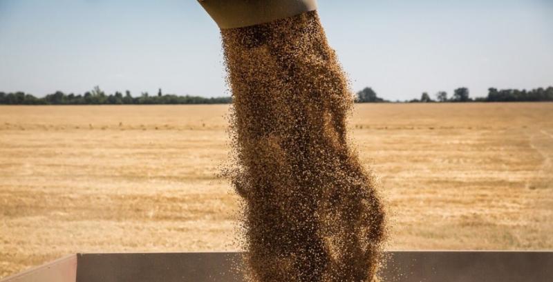 Врожайність зернових на 13% перевищує минулорічну