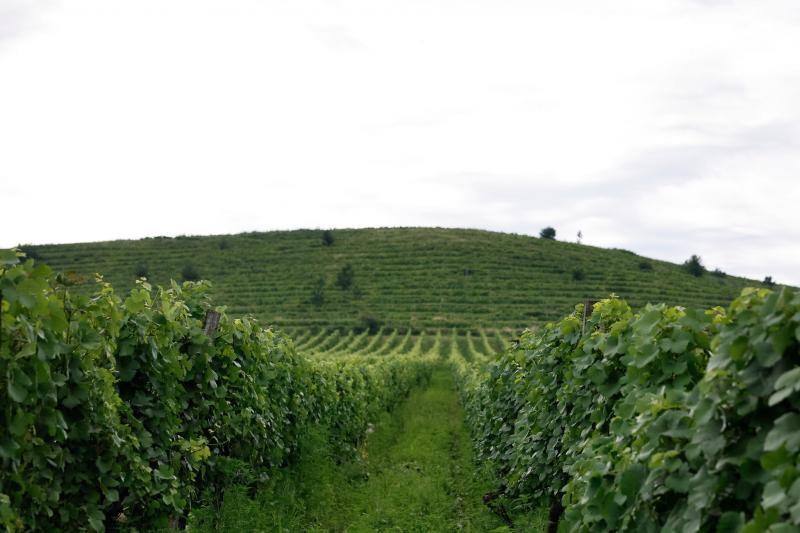 На Закарпатті запрацював коньячний завод зі спиртосховищем на 600 тис. л