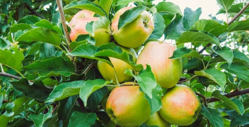 Яблука нового врожаю стрімко дешевшають