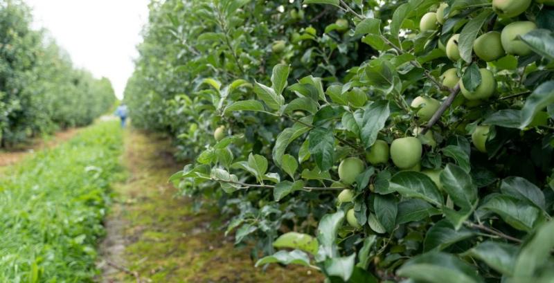 Україна збере один із найнижчих урожаїв яблук за останні вісім років — прогноз