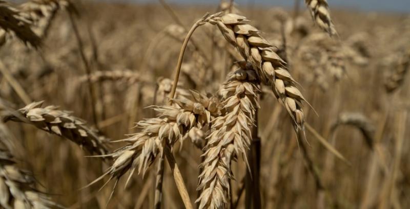 Прогноз врожаю пшениці для України у сезоні 2023 збільшено
