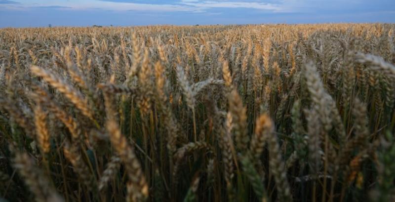 В Україні диспаритет цін на пшеницю