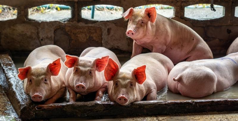 Ціни на живець свиней відновили зростання