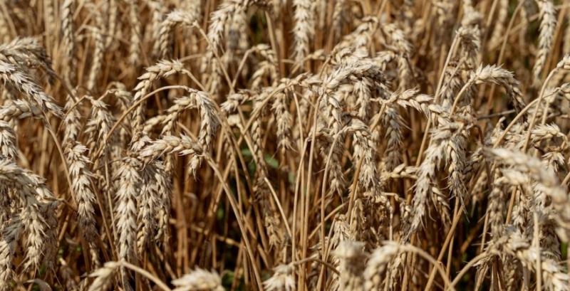 Через несприятливі погодні умови для збору врожаю у Казахстані створять резерв насіння