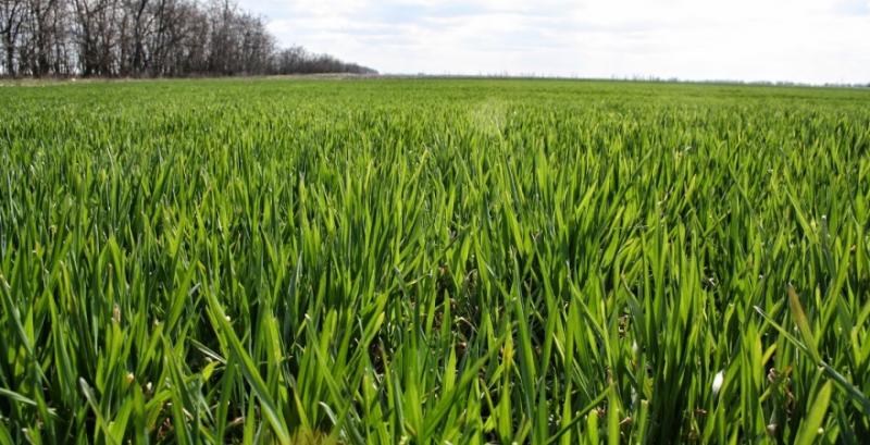 Успішне вирощування озимої пшениці — 5 ключових порад від фахівця
