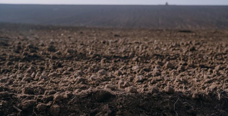 Без опадів ситуація з посівною озимих на Одещині буде критичною