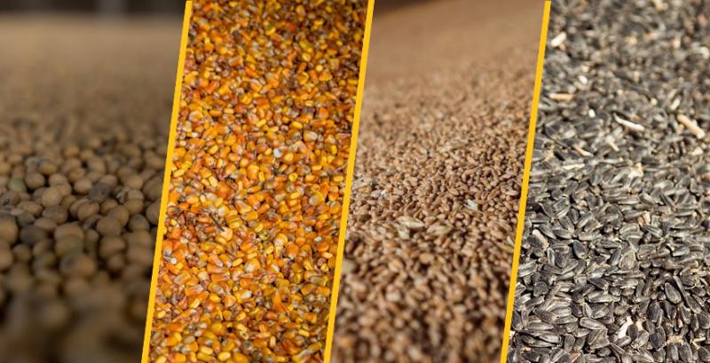 Румунія погодила умови імпорту зерна з України