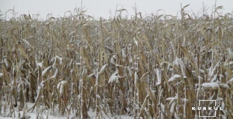 Зберігання кукурудзи в полі — переваги та недоліки методу