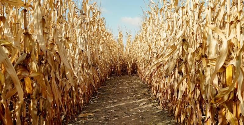 Кукурудзу в США зібрано із 45% площ