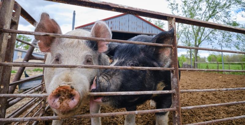 На Київщині зареєстровано нові випадки африканської чуми свиней