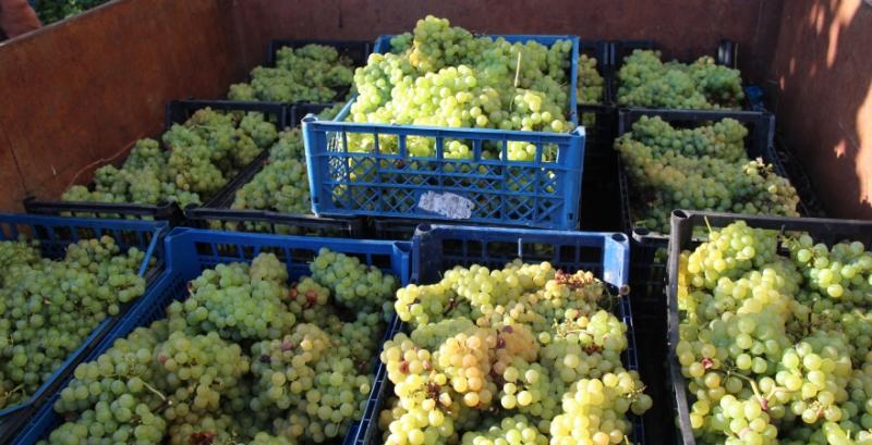 На Закарпатті планують відновити автохтонні сорти винограду