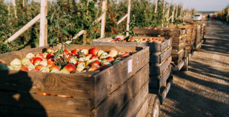 Затримки на кордоні завдають збитки українським виробникам яблук