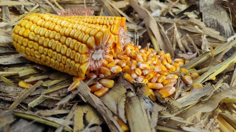 Фермери Сумщини залишають кукурудзу зимувати в полі