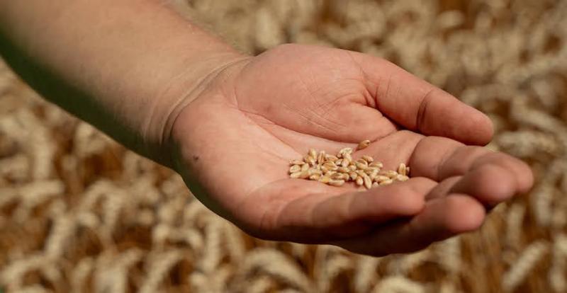 Індекс цін на зернові знизився на 17,9% — ФАО