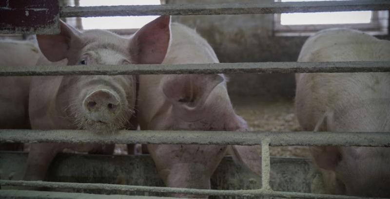 На Київщині виявили трупи 60 свиней уражених АЧС