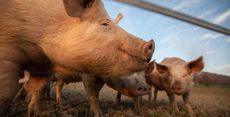 Живець свиней подешевшав на 5% Живець свиней подешевшав на 5%