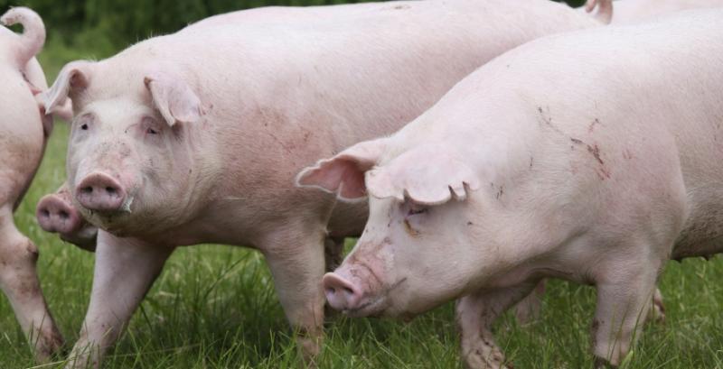 Африканська чума свиней продовжує ширитись регіонами України