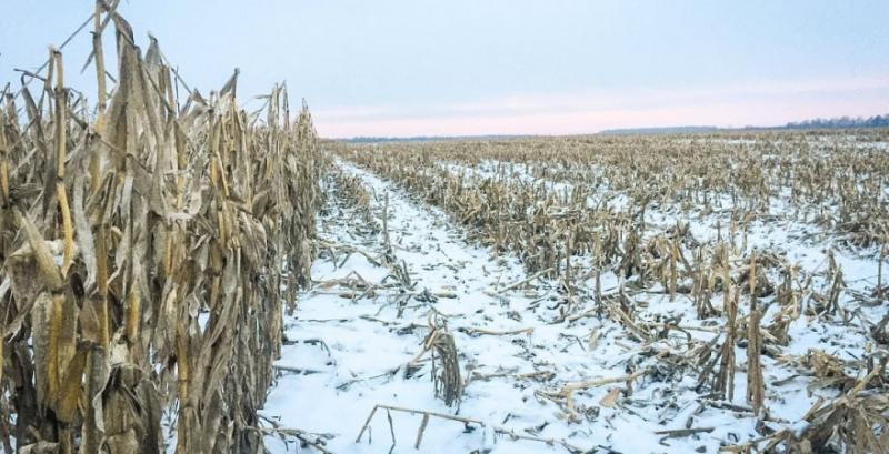 Експерти розповіли про ризики збирання кукурудзи по снігу