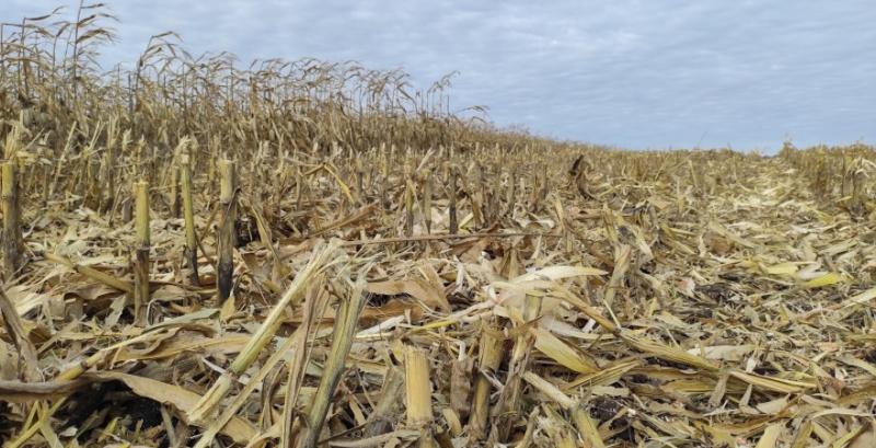 Завдяки біодеструкторам розкладання рослинних решток пришвидшується удвічі Завдяки біодеструкторам розкладання рослинних решток пришвидшується удвічі