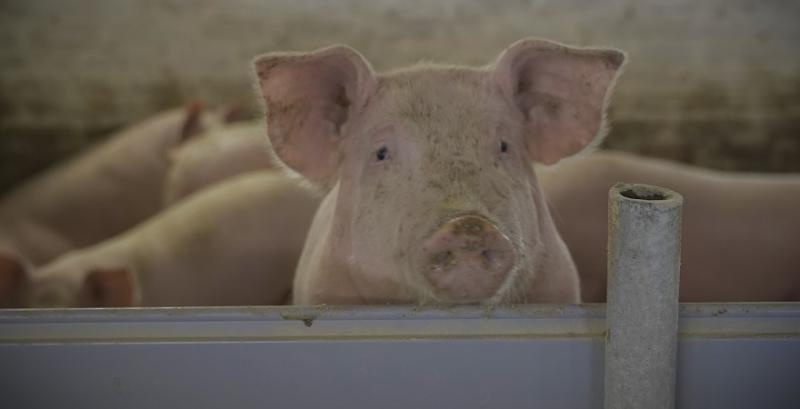 Україна втричі збільшила імпорт живих свиней