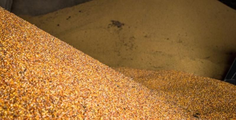 Експорт зерна відстає майже на 25% від торішніх показників
