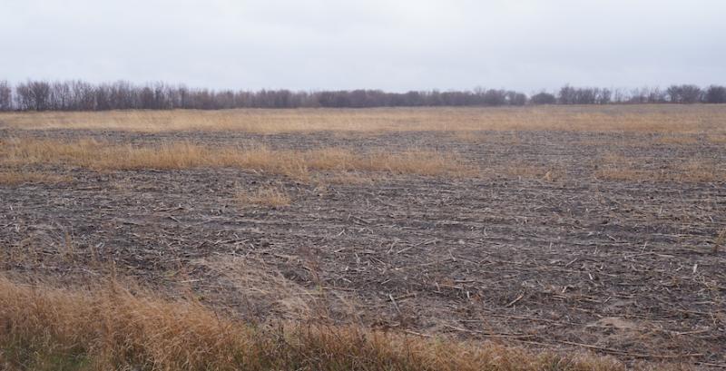 На розмінованих в 2023 році полях можна виростити 1 млн т пшениці