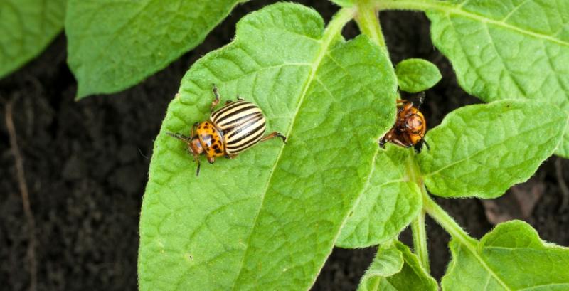 В США тестують новий інсектицид проти колорадського жука на основі РНК-інтерференції 