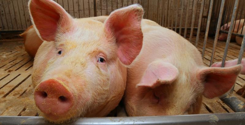 Ринок реалізації живих свиней почав відновлюватись