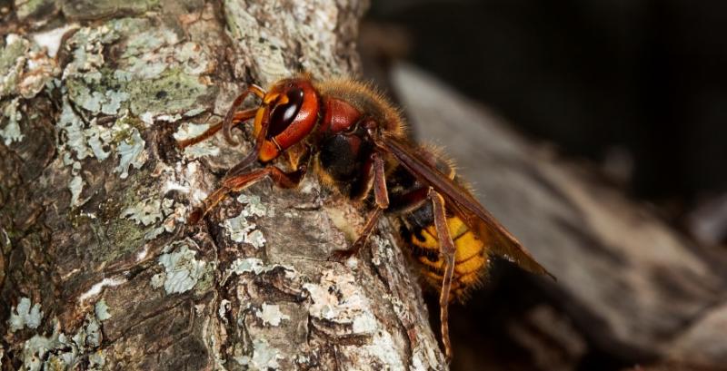 В Європі шершні масово знищують медоносних бджіл