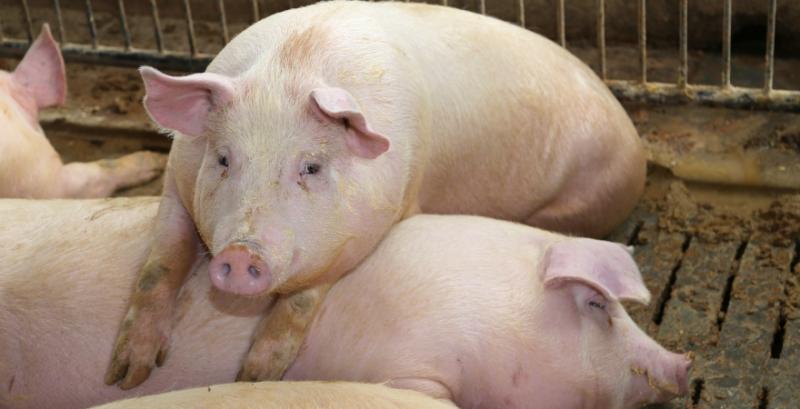 Свині живою масою подорожчали до 65-66 грн/кг