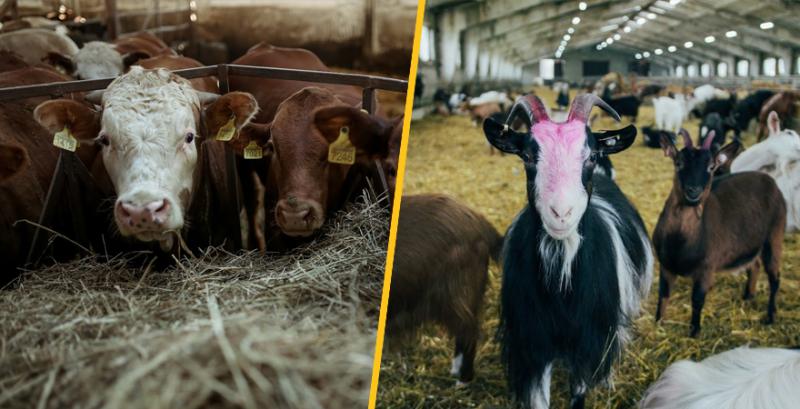 В Україні відновили дотації на утримання ВРХ, кіз та овець