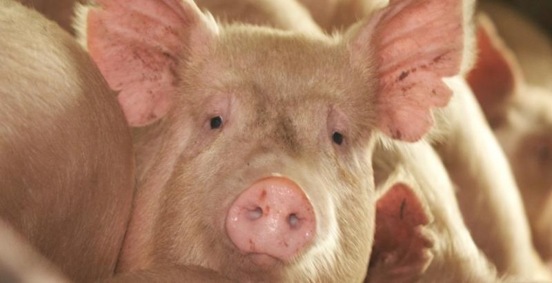 Подорожчання на ринку живця свиней продовжується