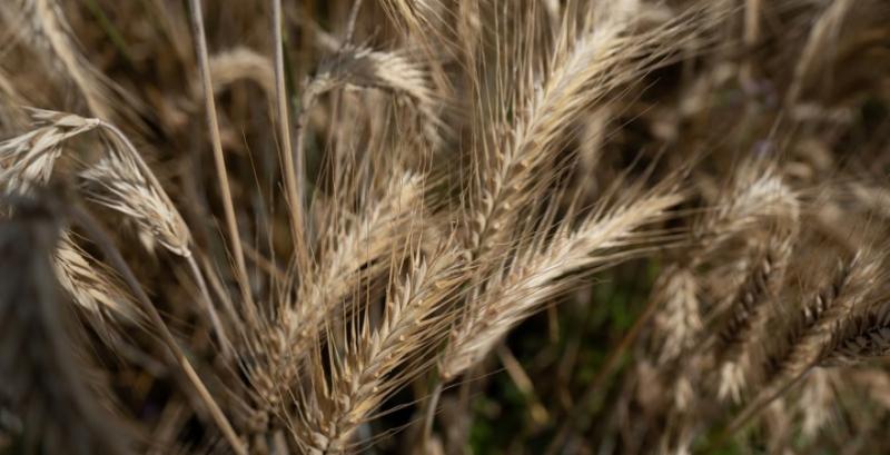  На бідних ґрунтах жито забезпечує кращий результат за пшеницю — аграрій