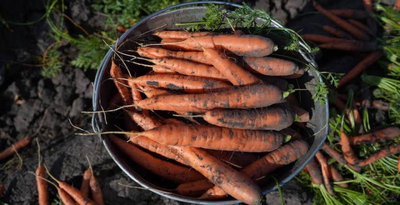 Фермери знижують ціну на моркву