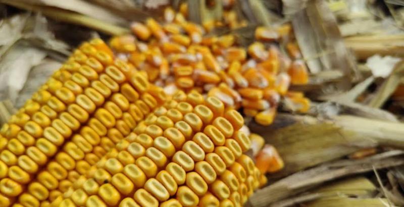 Ціна кукурудзи на українському ринку знижується