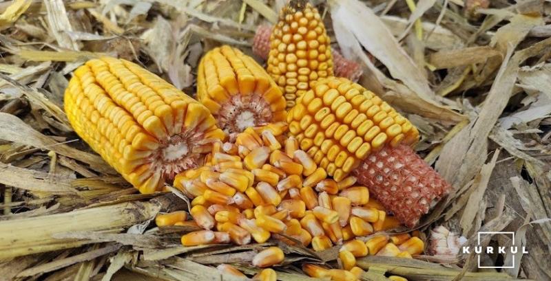 Україна нарощує експорт гібридного насіння