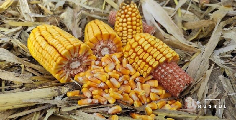 Україна нарощує експорт гібридного насіння