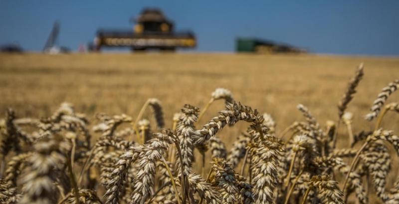 Єгипет на тендері закупив українську та румунську пшеницю