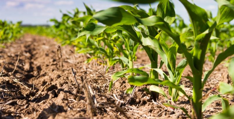 Аграрії можуть придбати гербіциди для кукурудзи за $2,95/га